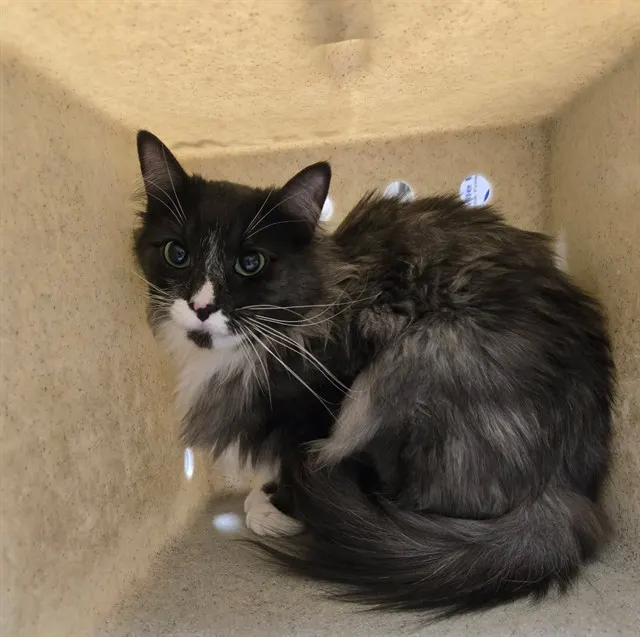 Adoptable Cat