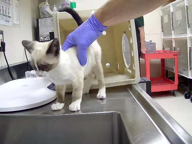Adoptable Cat