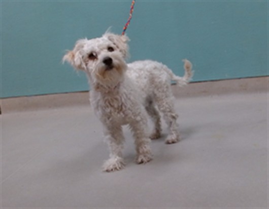 Adoptable Dog