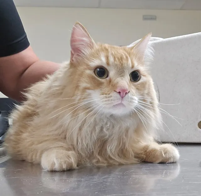 Adoptable Cat