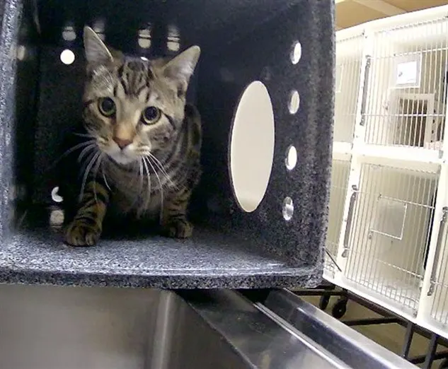 Adoptable Cat