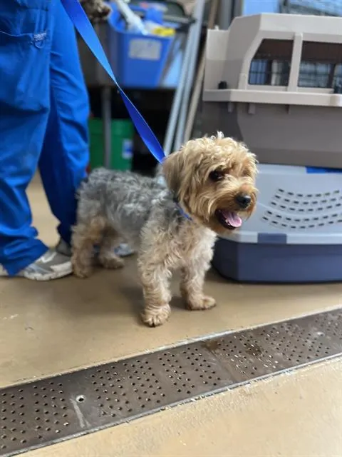 Adoptable Dog