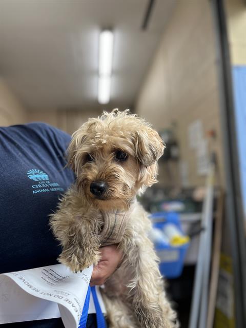 Adoptable Dog