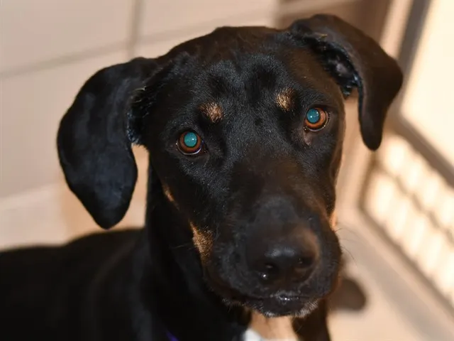 Huckleberry
