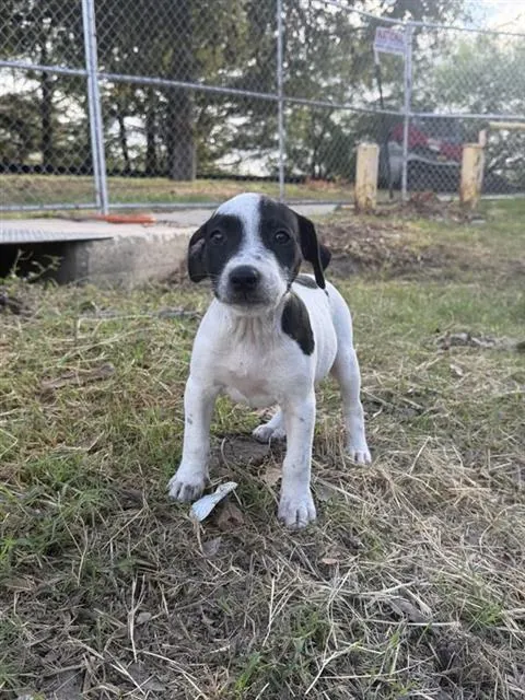 Daisy