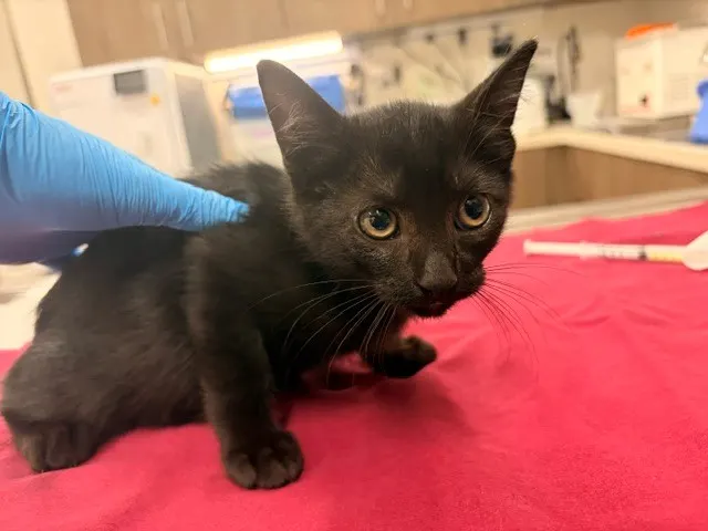 Artemis