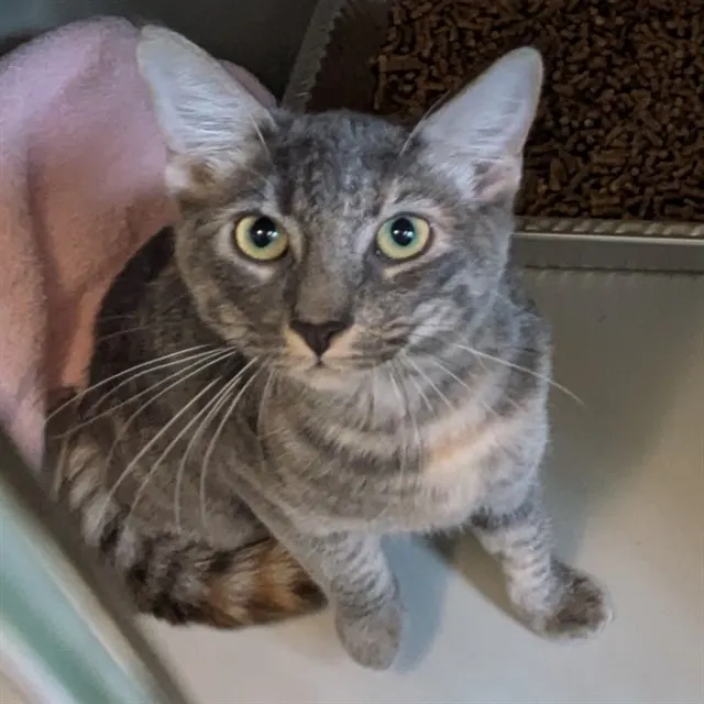 Adoptable Cat