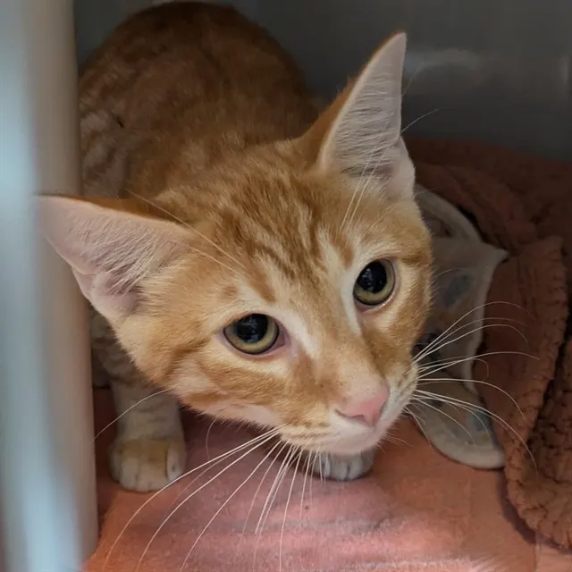 Adoptable Cat