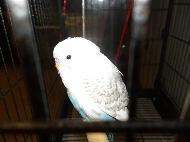 Adoptable Bird