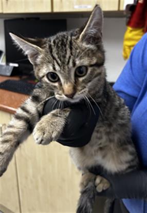 Adoptable Cat