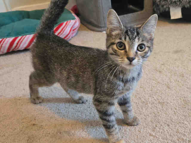 Beatrice-In Foster