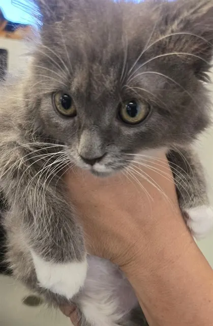 Adoptable Cat