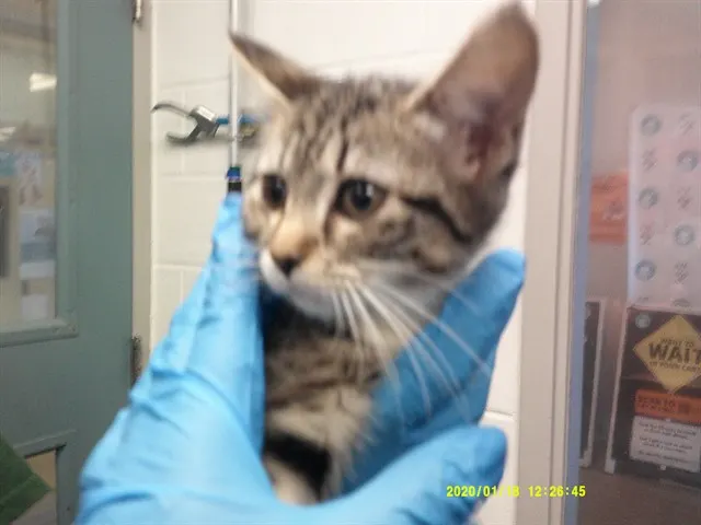 Adoptable Cat