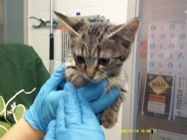Adoptable Cat