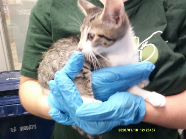 Adoptable Cat