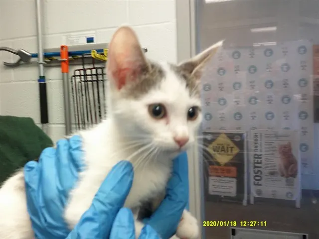 Adoptable Cat