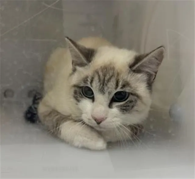Adoptable Cat