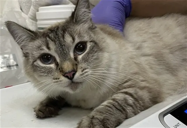 Adoptable Cat