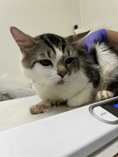 Adoptable Cat