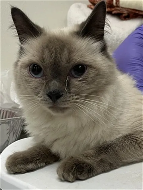 Adoptable Cat