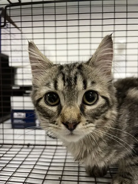 Adoptable Cat
