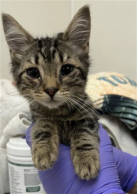 Adoptable Cat