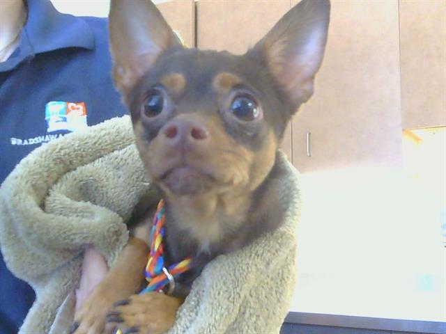 Adoptable Dog