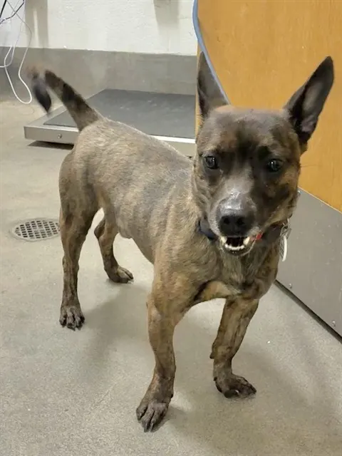 Adoptable Dog