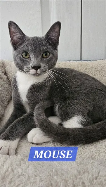 Mouse