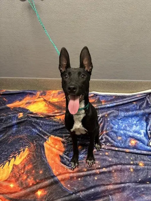Nyla