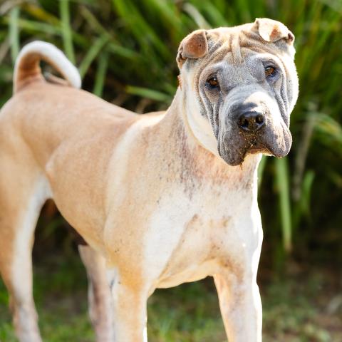 Adoptable Dog