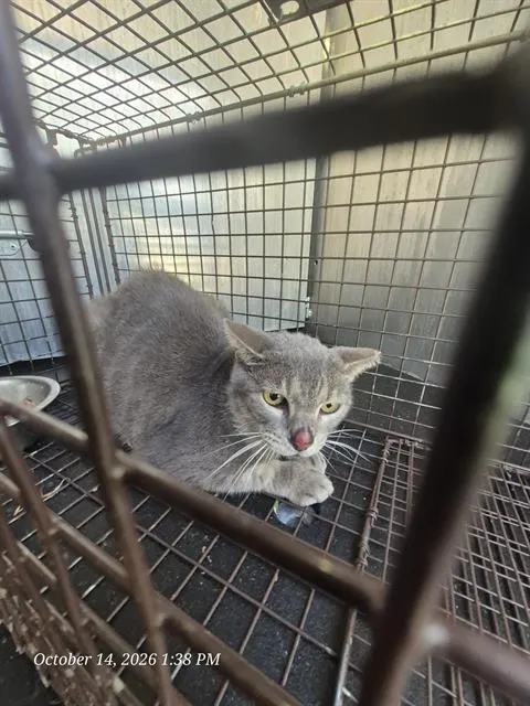 Adoptable Cat