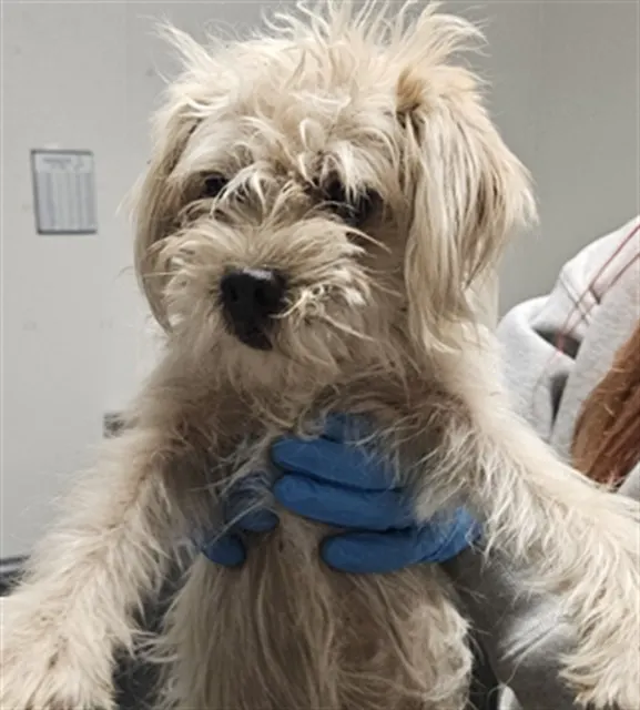 Adoptable Dog