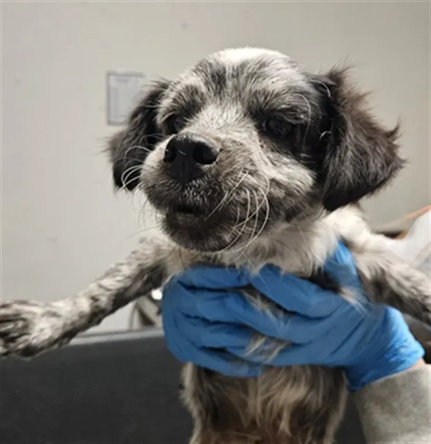 Adoptable Dog