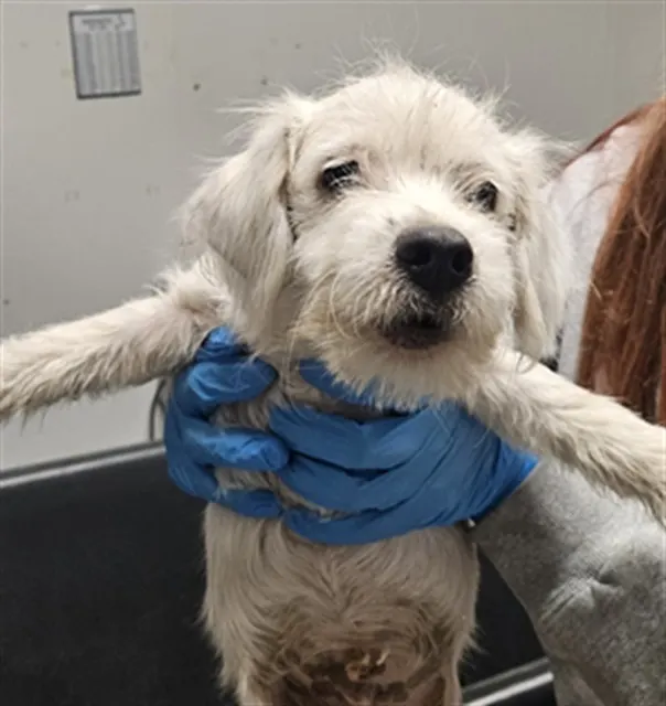 Adoptable Dog
