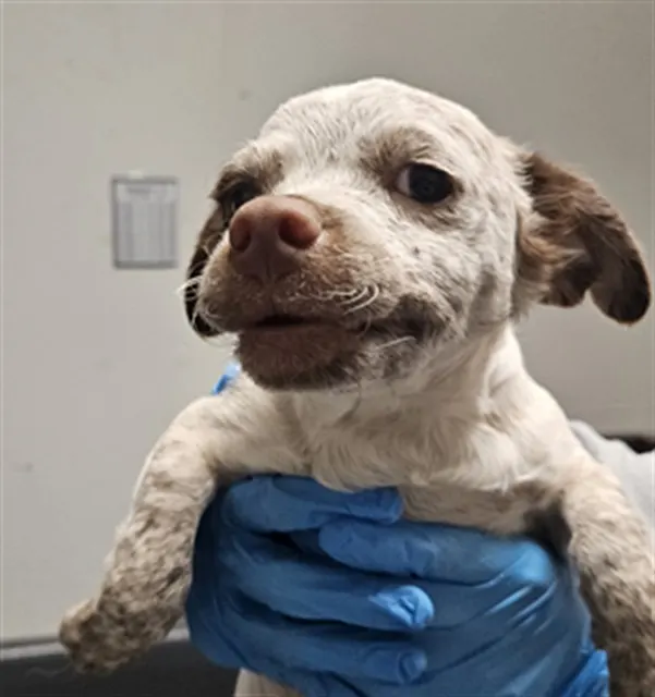 Adoptable Dog