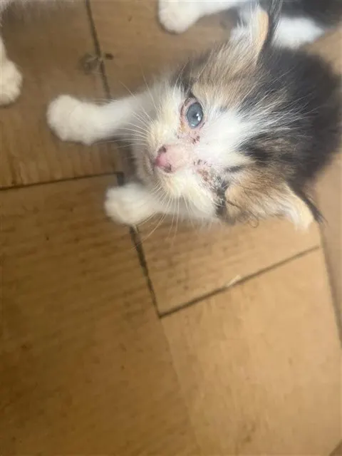 Esmeralda