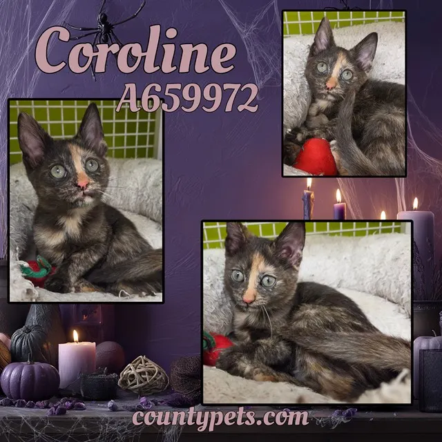 Coroline