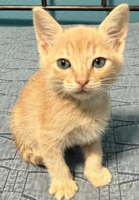 Gus