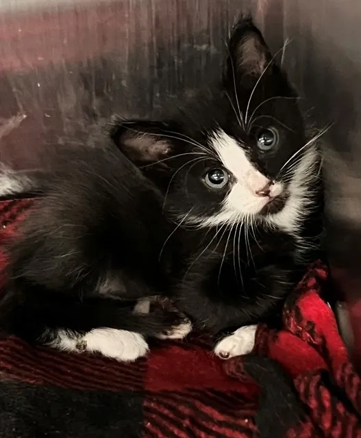 Tux
