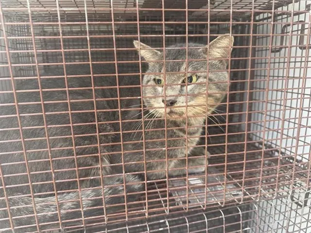 Adoptable Cat