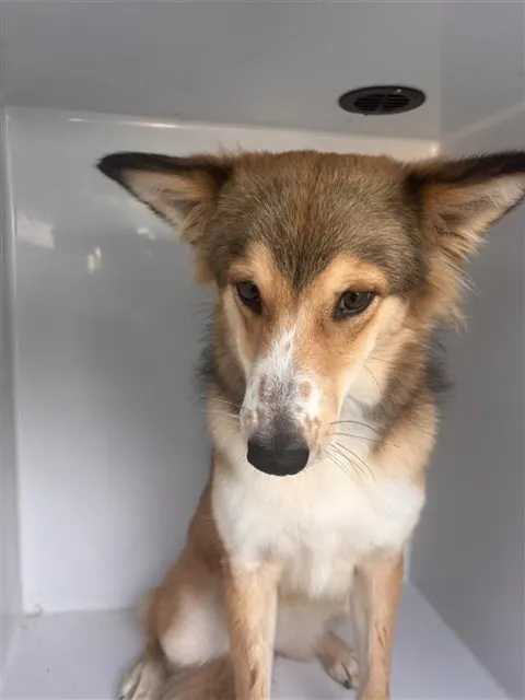 Adoptable Dog