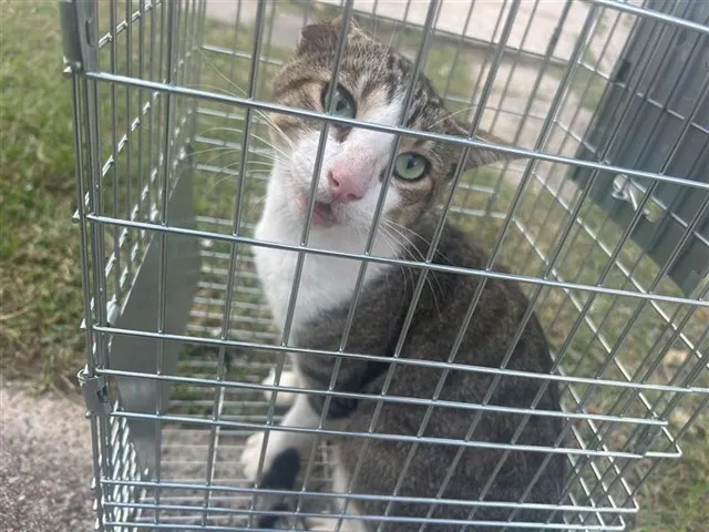 Adoptable Cat