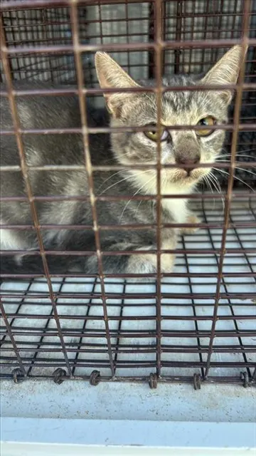 Adoptable Cat
