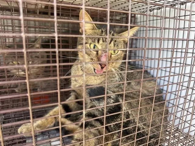 Adoptable Cat