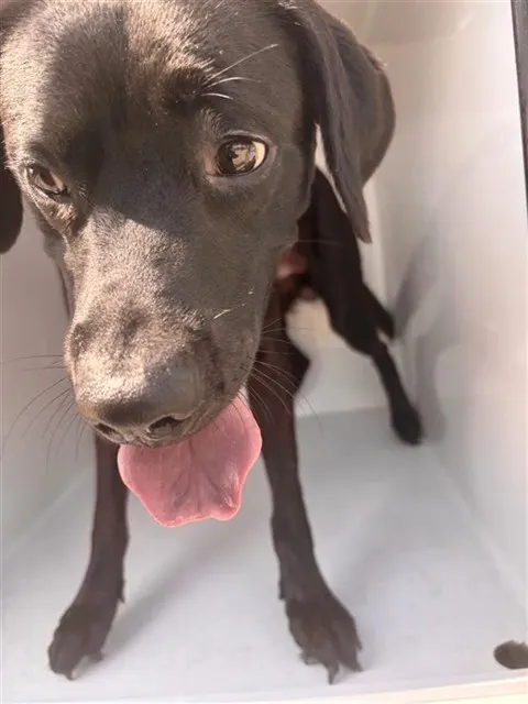 Adoptable Dog