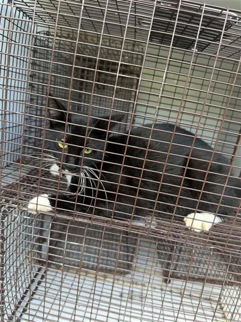 Adoptable Cat