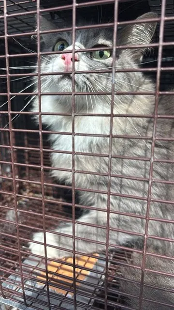 Adoptable Cat