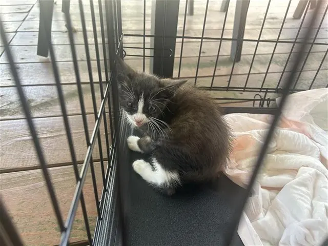 Adoptable Cat