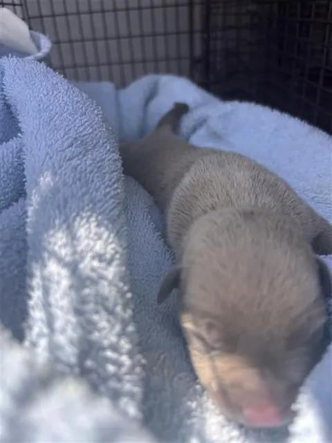 Adoptable Dog